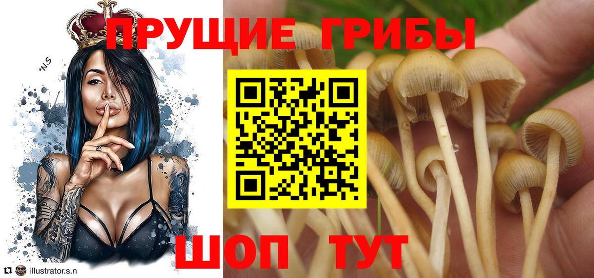 Псилоцибиновые грибы GOLDEN TEACHER Новосибирск